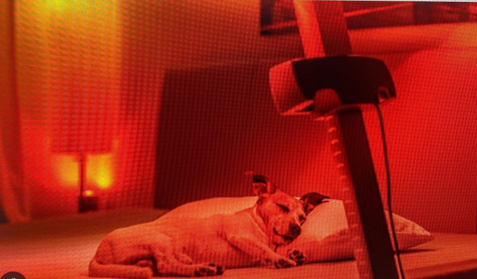 Dog-ILH-image